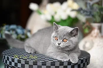 litterb (13) copy